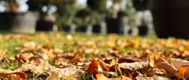 Event-Image for 'Rasen - Vorbereitungsarbeiten für Herbst und Winter'