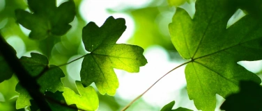 Event-Image for 'Somatic Tracking &ndash; gemeinsam zur Ruhe kommen'