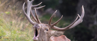 Event-Image for 'R&ouml;hrende Hirsche'