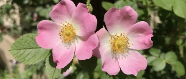 Event-Image for 'Wilde Weiden - Naturkundliche Exkursion in Herbetswil'
