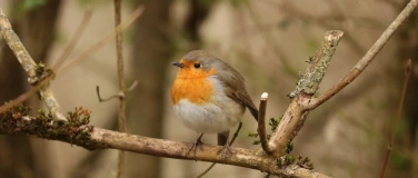 Event-Image for 'Stadtvögel Rheinfelden'