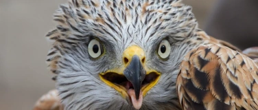 Event-Image for 'Der Rotmilan – majestätisch und angepasst'