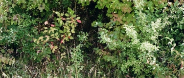 Event-Image for 'Stadtnatur zwischen Ausruhen und Aufwachen. Ein Rundgang.'