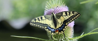 Event-Image for 'Schmetterlinge und Falter im Garten'