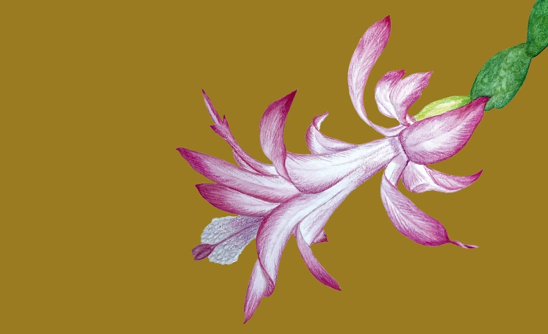 Event-Image for 'Camille Saint-Saëns: Oratorio de Noël'