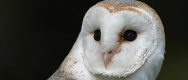Event-Image for 'Mit der Schleiereule durch die Nacht &ndash; Familienexkursion'