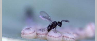 Event-Image for 'Schlupfwespen - Rezepte ihres Erfolges'