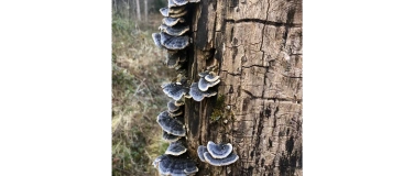 Event-Image for 'Ausstellung, Referat und Rundgang: Pilze im Hardwald'