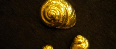 Event-Image for 'Vergolden - Muschelkurs'