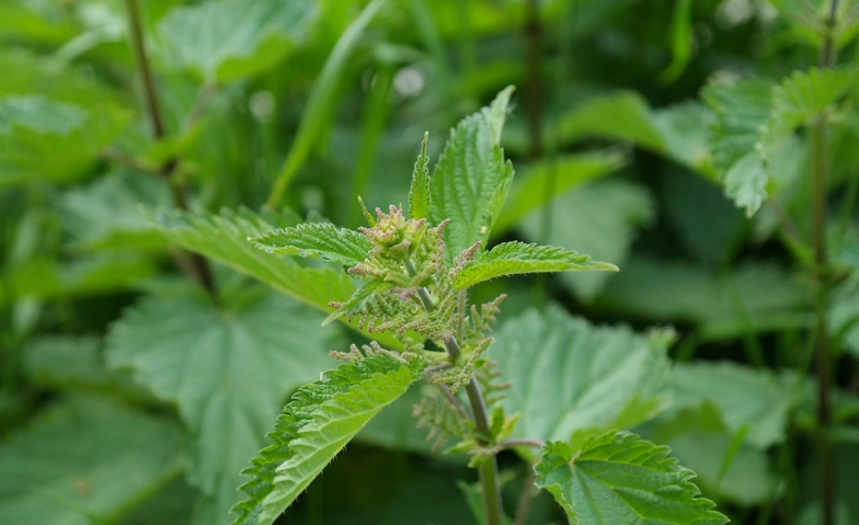 Event-Image for 'Wunderpflanze Brennnessel erleben'