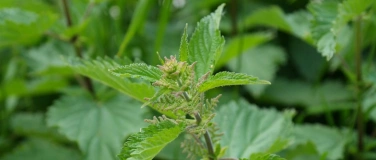 Event-Image for 'Wunderpflanze Brennnessel - Papiersch&ouml;pfen & Naturkosmetik'