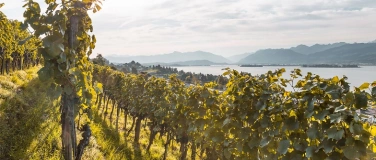 Event-Image for 'Zwischen Reben – Wine & Dine am Zürichsee'