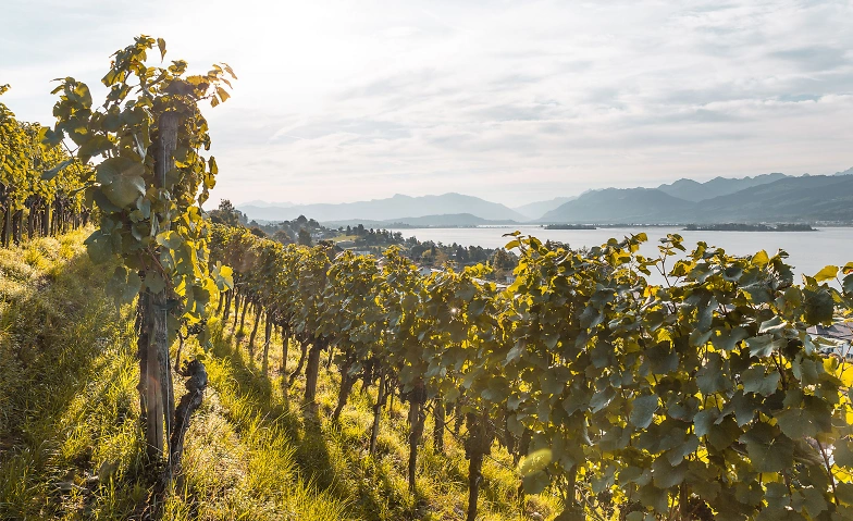 Event-Image for 'Zwischen Reben – Wine & Dine am Zürichsee'