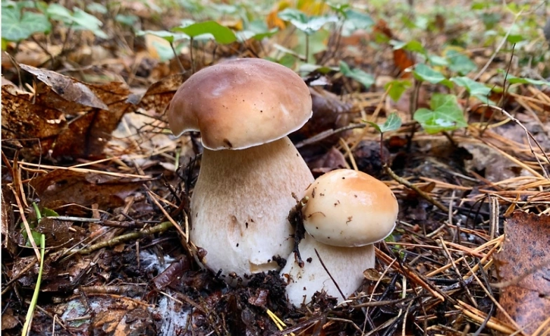 Guided mushroom tour ${singleEventLocation} Billets