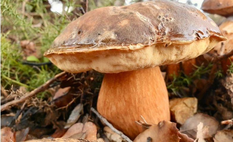 1.5 hours guided mushroom tour ${singleEventLocation} Billets