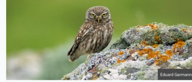 Event-Image for 'Pfingstexkursion in die Ajoie, Jura mit BirdLife'