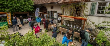 Event-Image for 'Setzlingsmarkt  Alte M&uuml;hle K&uuml;ttigen'