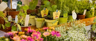 Event-Image for 'QVRA Setzlingsmarkt Olten'