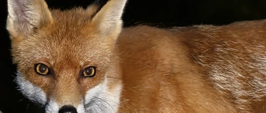 Event-Image for 'Theater Kanton Zürich «Sherlock Holmes: Der Fall Moriarty»'