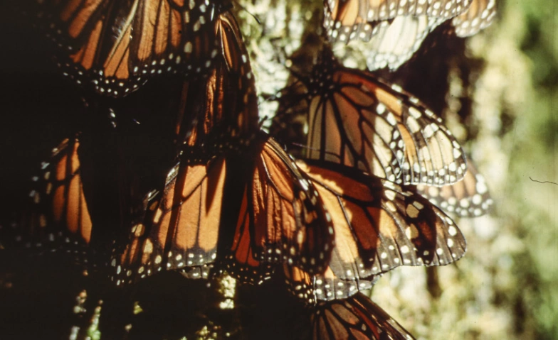 Event-Image for 'Mariposa Monarca – Ein Schmetterling als Migrant'