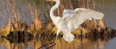 Event-Image for 'Vogelparadies aus zweiter Hand: der Flachsee wird 50!'