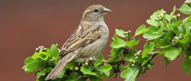 Event-Image for 'Vögel in der gutachterlichen Praxis'