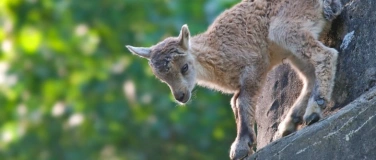 Event-Image for 'Ausflug: Tierpark Langenberg'