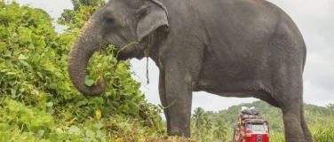 Event-Image for 'Multivision - Sri Lanka: Im Reich der Elefanten'