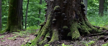 Event-Image for 'Die Geheimnisse des Emauswaldes'