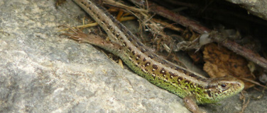 Event-Image for 'Stein auf Stein f&uuml;r die Eidechse'