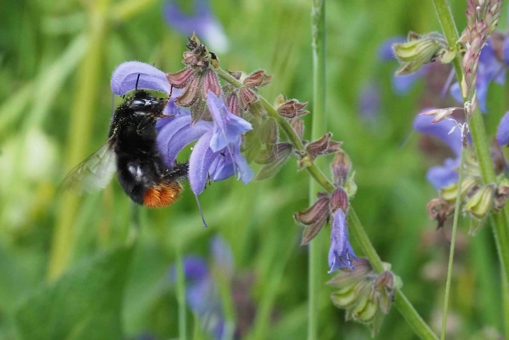 Biodiversität im Garten: Führung mit Yasemin Kurtogullari Stiftsgarten, Badgasse 40, 3011 Bern Tickets