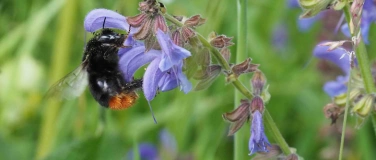 Event-Image for 'Biodiversität im Garten: Führung mit Yasemin Kurtogullari'