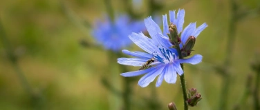 Event-Image for 'Bloomers-Anlass mit der Wildbienen Botschafterin Bern.'