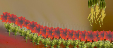Event-Image for 'Stille Felder und ihre Geschichten'