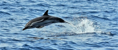 Event-Image for 'RENDEZ-VOUS MIT MEERESTIEREN'