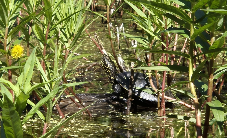Tier um vier im Naturama-Garten: Sumpfschildkröte in Aarau | Tier- und ...
