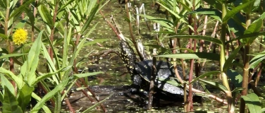 Event-Image for 'Tier um vier im Naturama-Garten: Sumpfschildkr&ouml;te'