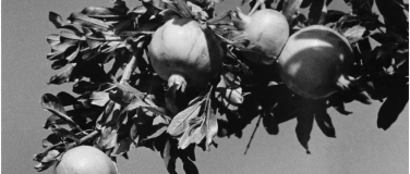 Event-Image for 'Die Freitagsakademie - LOVE, SWEET LOVE'