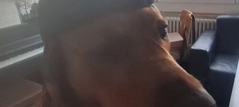 Event organiser of Höfuball