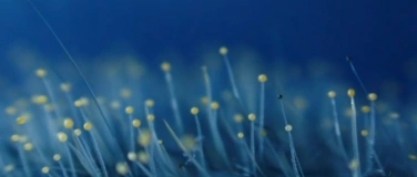 Event-Image for 'The Mushroom Speaks – Filmscreening und Gespräch'