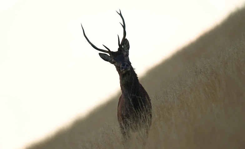 The Wild Defending Itself Billets