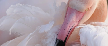 Event-Image for '2 Magie der Tierfotografie  - L. Fischer'