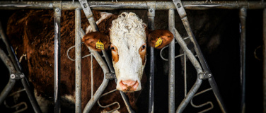 Event-Image for 'Welche Rechte haben Tiere? Vortrag von Markus Wild'