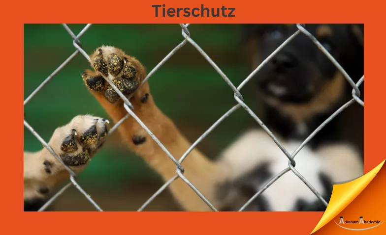 Tierschutz: Rechtliche Grundlagen in der Tierhaltung ArkanumAkademie, Oberrindal 39, 9604 Oberrindal Billets