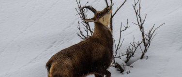 Event-Image for 'Tierspuren im Winter'