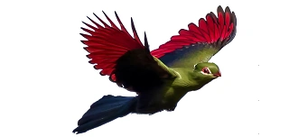 Veranstalter:in von KINO: HERBSTFEUER - Brandfall Grandhotel Waldhaus