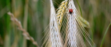 Event-Image for 'Total Lokal - der 5km Koch-Workshop Herbst'