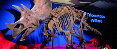 Event-Image for '&laquo;Willard&raquo; - der weltgr&ouml;sste Triceratops'