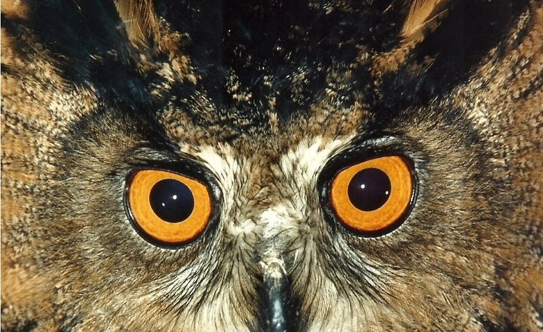 Event-Image for 'Mit offenen Augen durch die Natur'