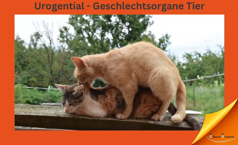 Urogenital Geschlechtsorgane - Anatomie Vertiefung Tier ArkanumAkademie, Oberrindal 39, 9604 Oberrindal Tickets